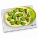 Chloroplast Model